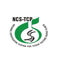 NCS-TCP