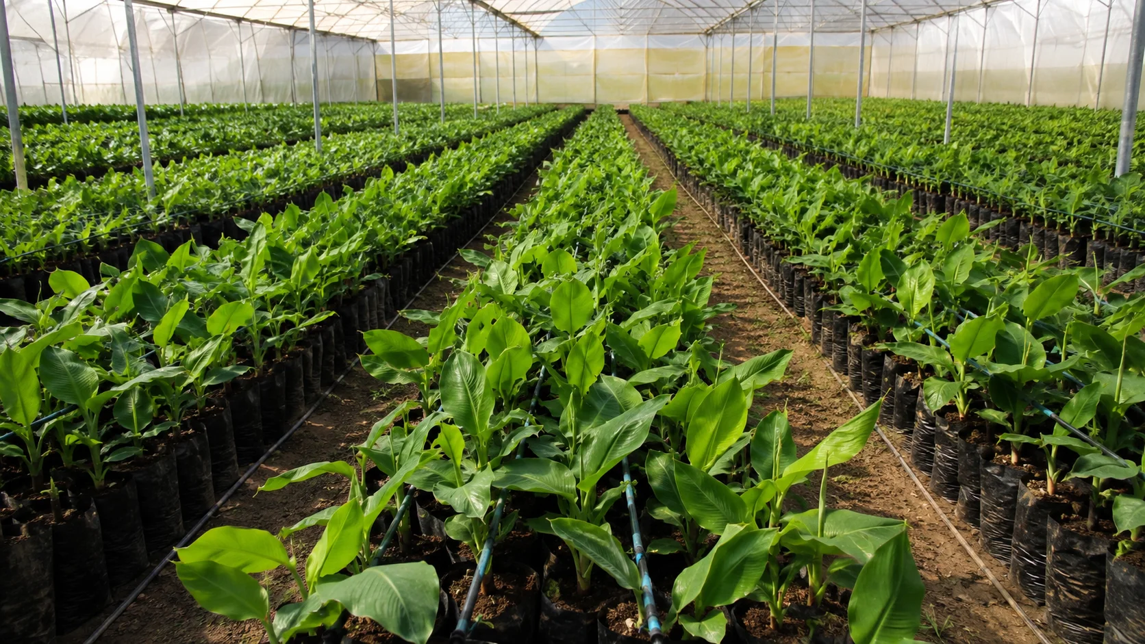 Tissue culture nursery with banana plant propagation trays