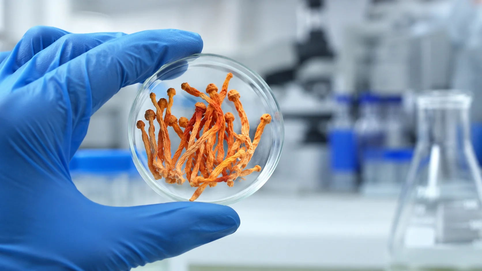 Lab technician handling Cordyceps specimen with gloves in controlled environment