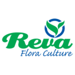 Reva Flora Culture